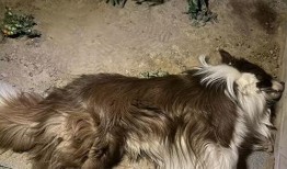 大狗最新爆料图片高清壁纸,高清壁纸中的视觉盛宴